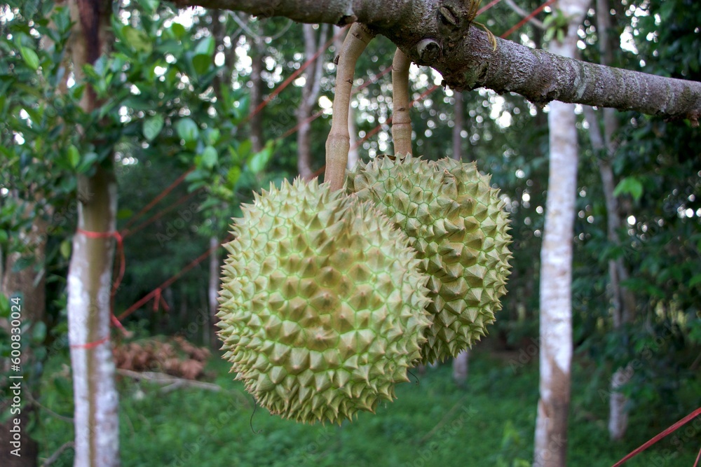 Durian on the tree, fresh durian fruit, durian is known as the king of tropical fruits. Durian on the tree, fresh durian fruit, durian is known as the king of tropical fruits.