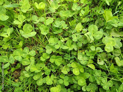 background of green young clover. a lot of common clover