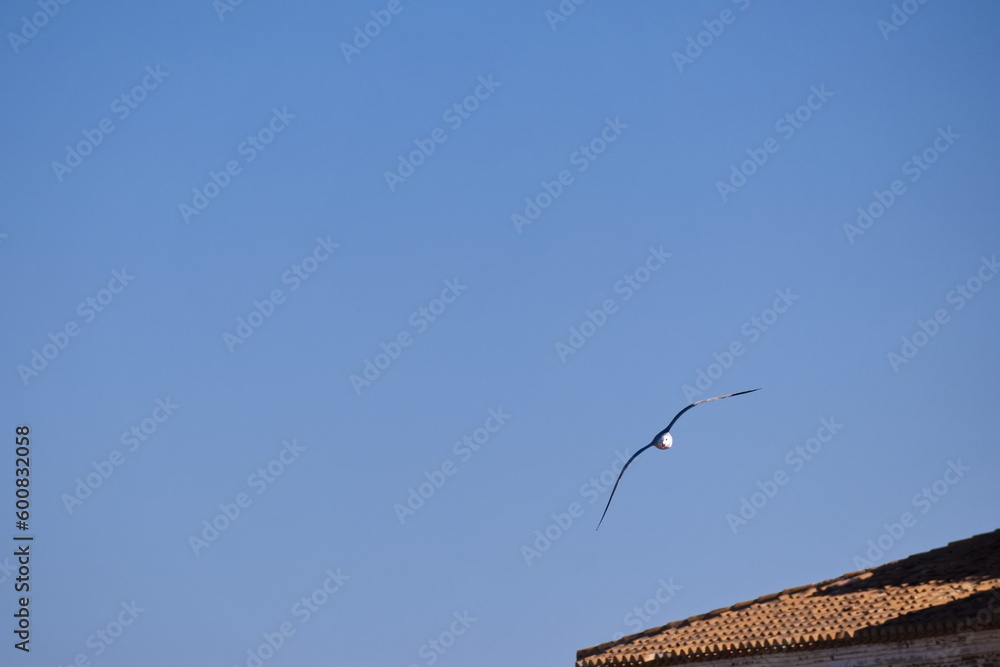 Seagulls flying with a background of deep blue sky Seagulls flying with a background of deep blue sky