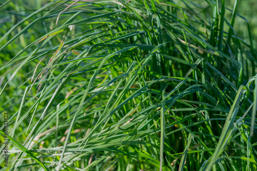 Blurred image of green spring grass in the meadow.