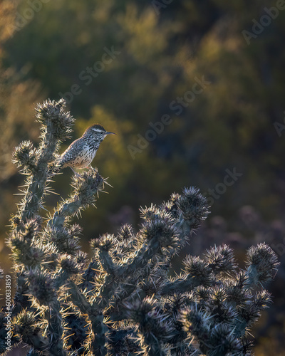 Cactus Wren Portrait