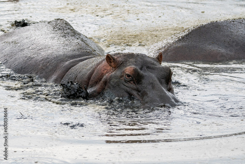 Hippo lurks in the pond, blowing bubbles and mud. Serengeti National Park Tannzania