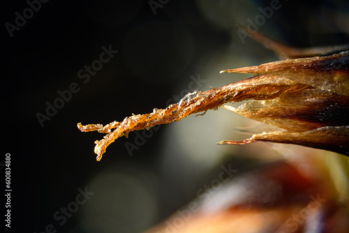 Detail of the pistil of the graceful bika plant.