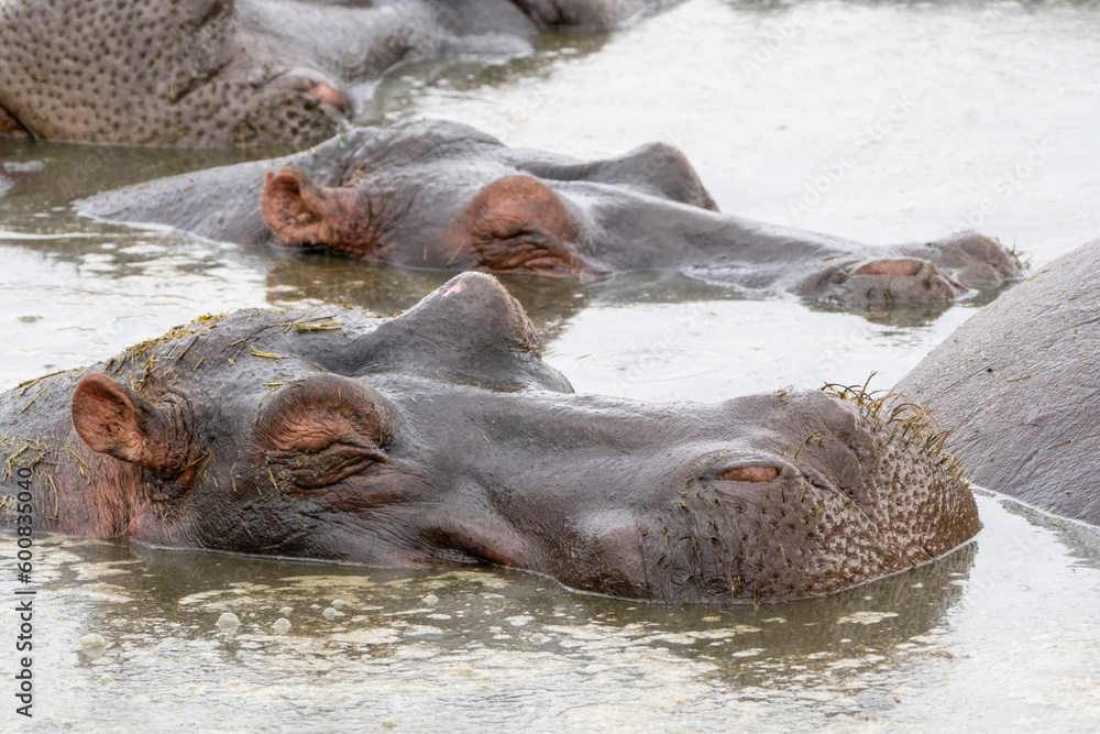 Hippopotamus close up view with eyes shut, as it rests in the water. Hippo pond in Serengeti National Park Serengeti