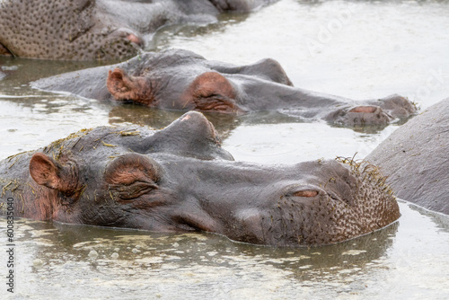 Hippopotamus close up view with eyes shut, as it rests in the water. Hippo pond in Serengeti National Park Serengeti