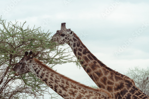 Two giraffes eat off an acacia thorn tree in Serengeti National Park Tanzania