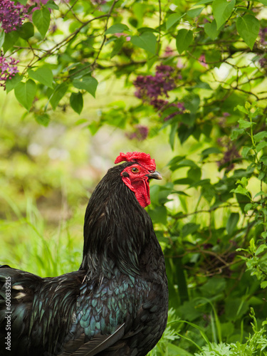 rooster in the field, black rooster on grass, rooster on green natural background.