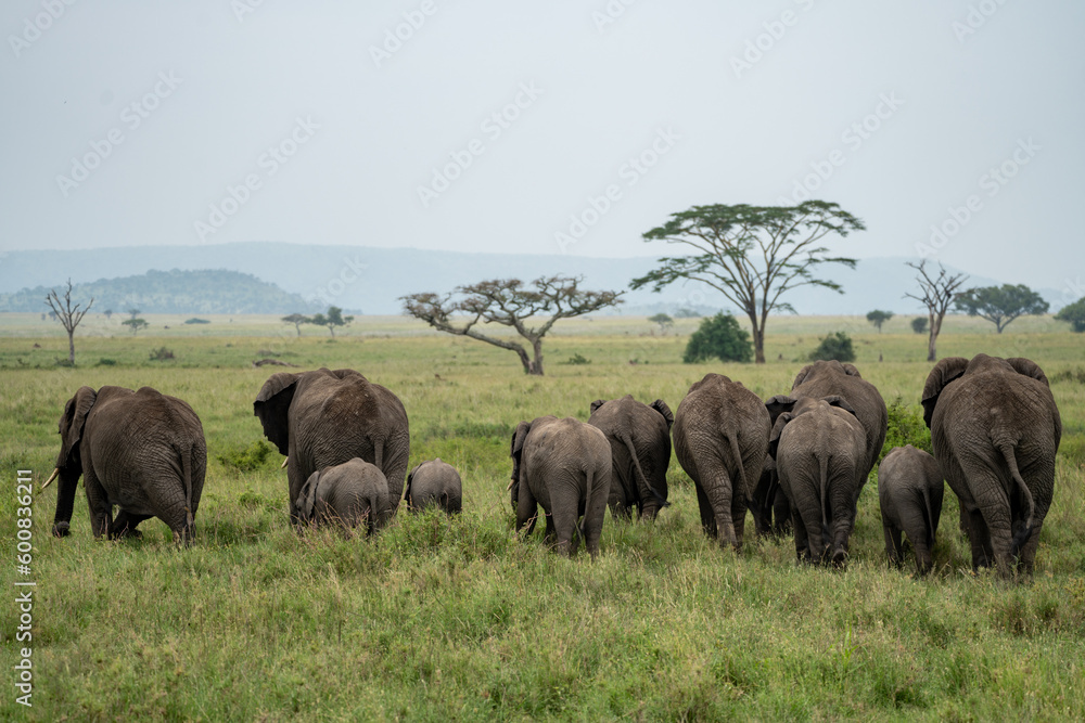Butts of an elephant family walking across the plains of the Serengeti - Tanzania