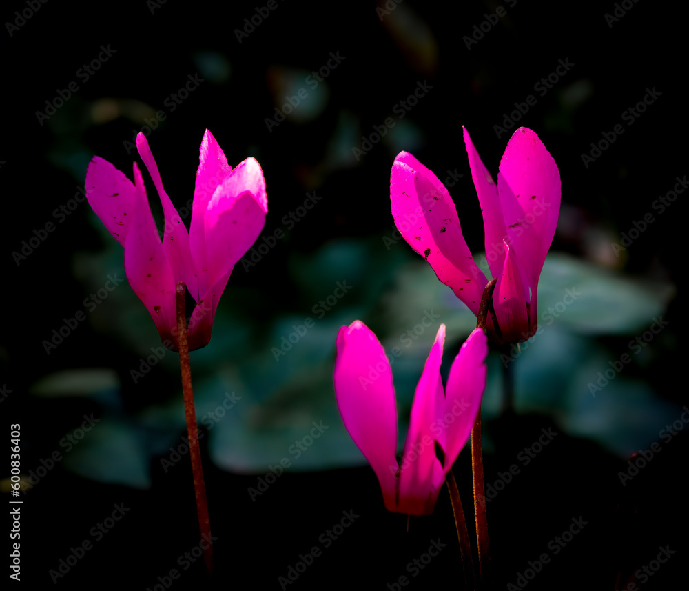 Fototapeta premium Spring at Penrrhos nature park, Isle of Anglesey North Wales