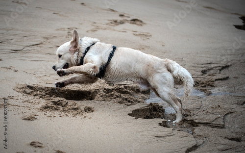 Golden retriever joue dans le sable photo