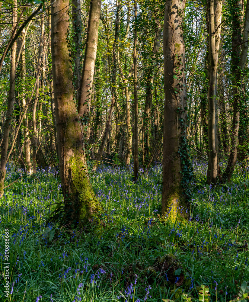 Spring at Penrrhos nature park, Isle of Anglesey North Wales Spring at Penrrhos nature park, Isle of Anglesey North Wales