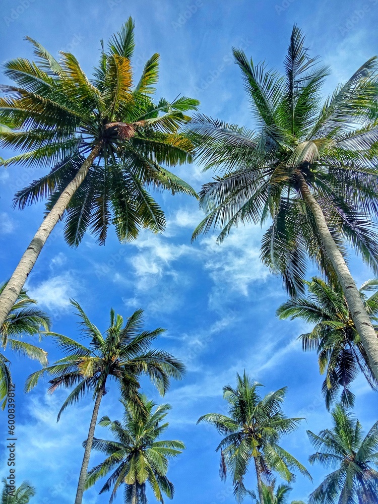 Obraz premium trees