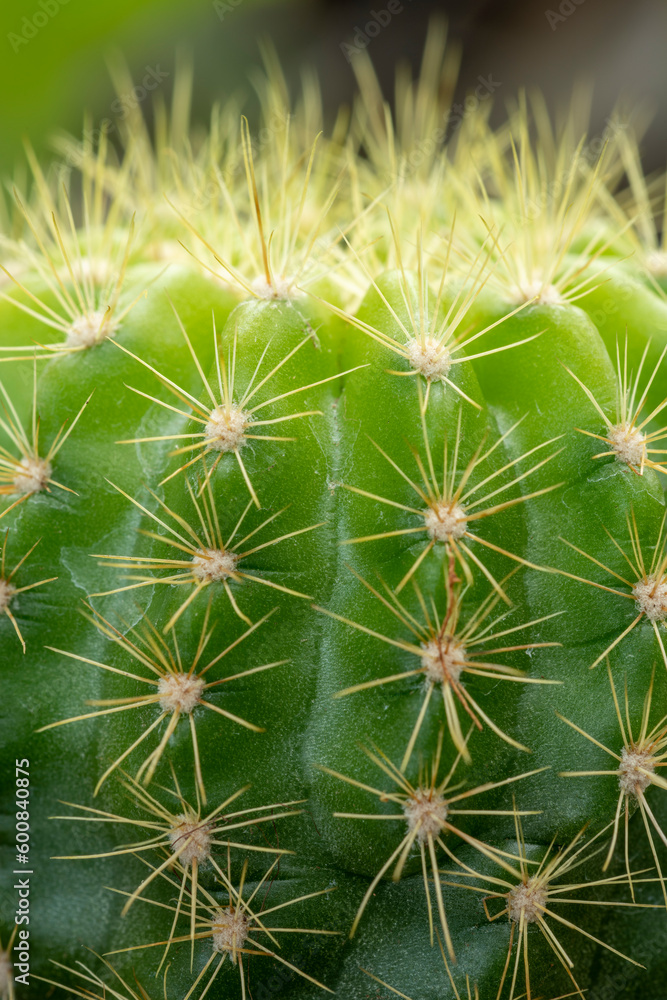 Close-up of cactus in nature - stock photo Close-up of cactus in nature - stock photo