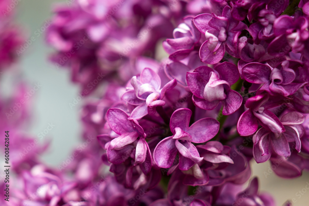Blooming lilac flowers. Macro photo. Blooming lilac flowers. Macro photo.