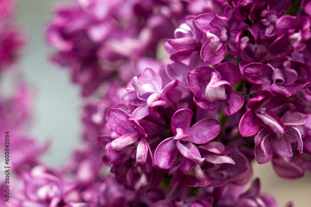 Blooming lilac flowers. Macro photo.