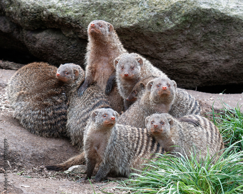 Foto banded mongoose (Mungos mungo), family with baby