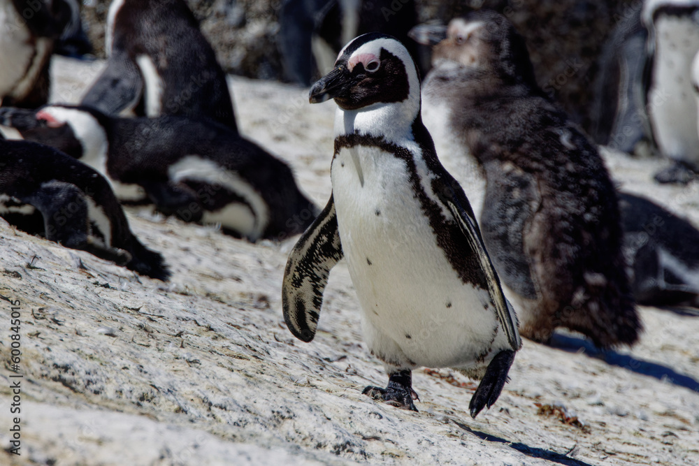 Fototapeta premium African Penguins in Boulder Beach, South Africa