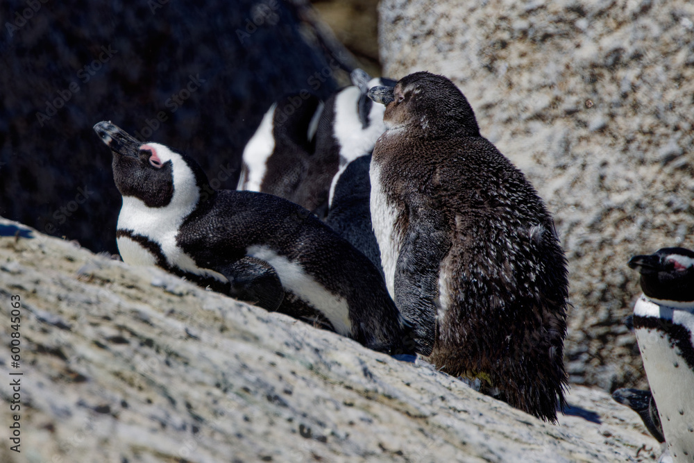 Fototapeta premium African Penguins in Boulder Beach, South Africa