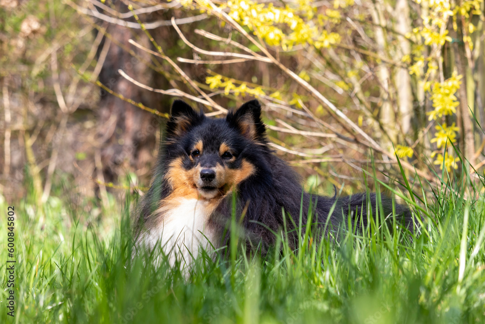 Portrait of a Sheltie dog resting in the grass on a sunny day