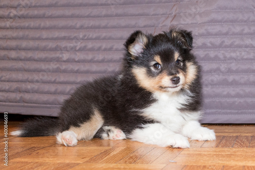 Sheltie dog puppy resting near sofa