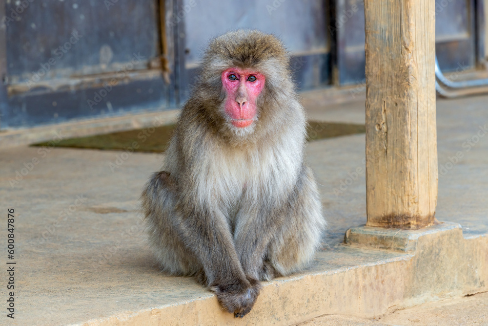 Naklejka premium Japanese Macaque at Arashiyama Monkey Park Iwatayama in Kyoto, Japan