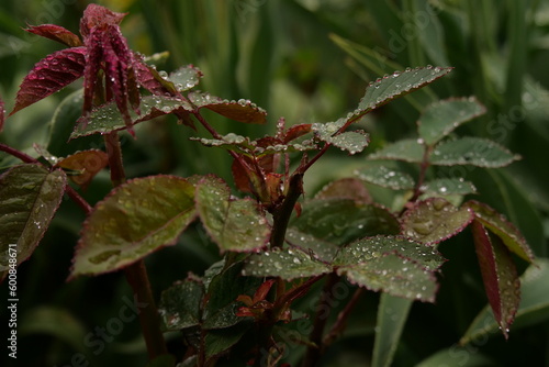 raindrops on a rose leaf