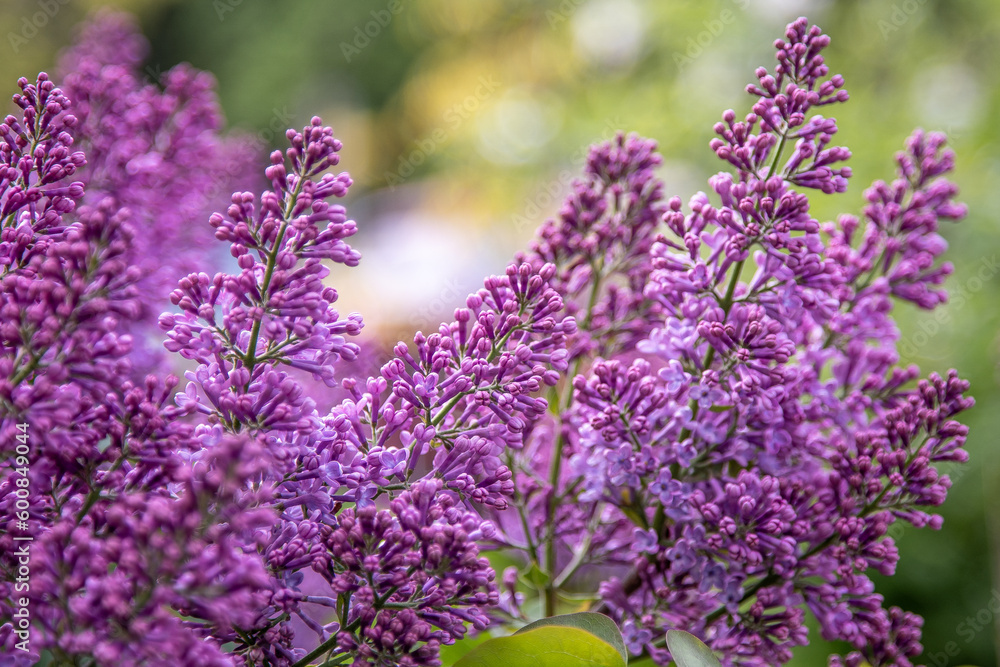 Fototapeta premium Lilac flowers branch. Floral background, natural spring. Blossoming lilac flower bud. Spring time color. Beautiful purple petal plant. Botanical flora. Aesthetic mood. Summer garden. Pink liliac