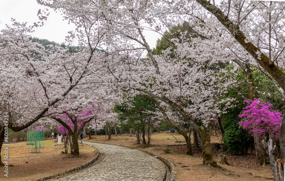 Beautiful Kameyama Park near Katsura River in Arashiyama, Kyoto, Japan Beautiful Kameyama Park near Katsura River in Arashiyama, Kyoto, Japan