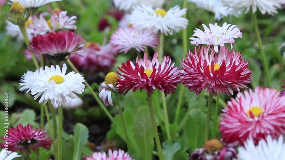 Beautiful white and pink flowers, ground level. Spring flowers close up. Natural background Beautiful white and pink flowers, ground level. Spring flowers close up. Natural background