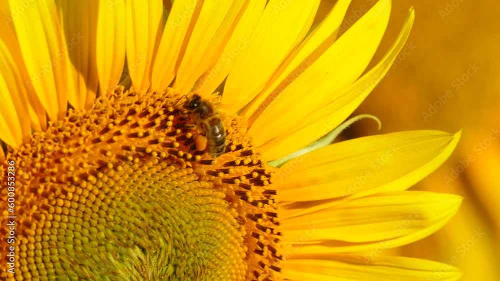 Honey bee and flower. A lot of bees collecting pollen on yellow sunflower. Provence in France. Slow motion Honey bee and flower. A lot of bees collecting pollen on yellow sunflower. Provence in France. Slow motion