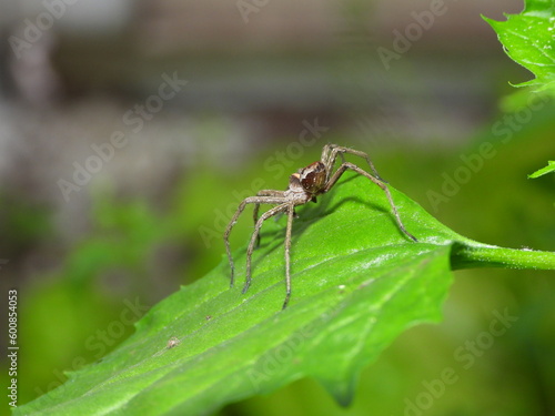 araignée, nature, toile, insecte, herbe © Bruno