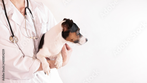 dog Jack Russell Terrier in the arms of a veterinarian on a white background. A small dog at the reception at the veterinarian in a veterinary clinic. Pet and animal health concept. banner. copy space