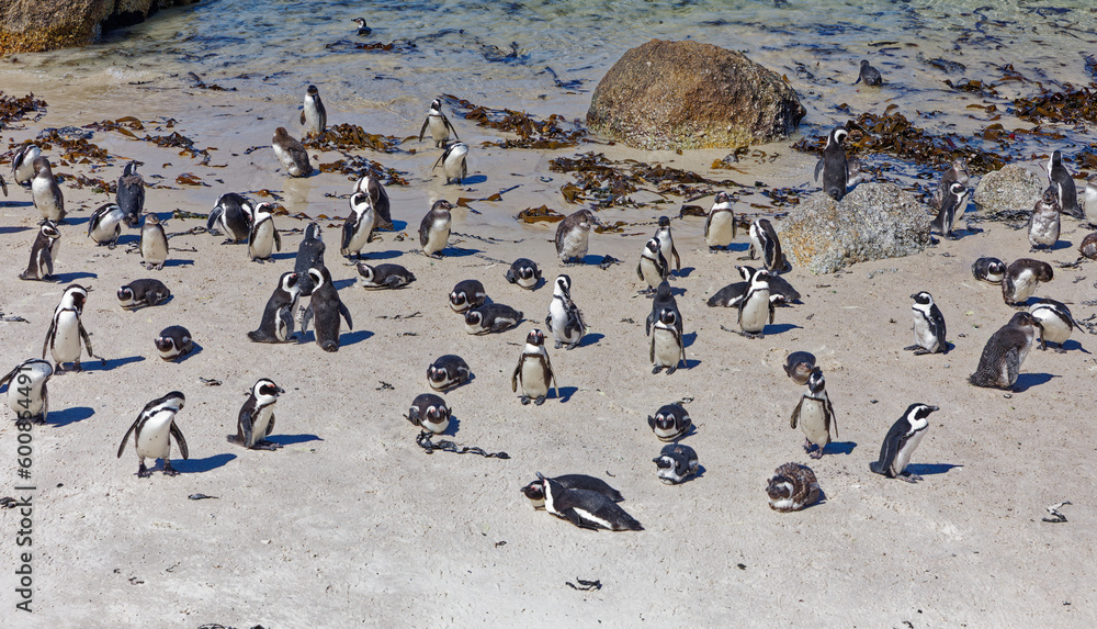 Fototapeta premium African Penguins in Boulder Beach, South Africa