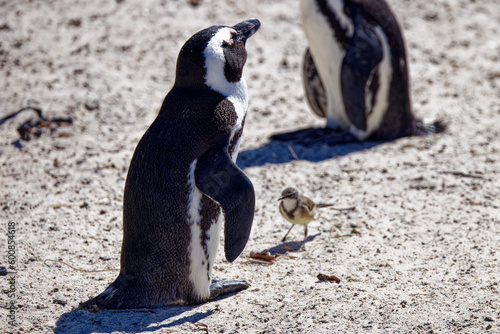 African Penguins in Boulder Beach, South Africa