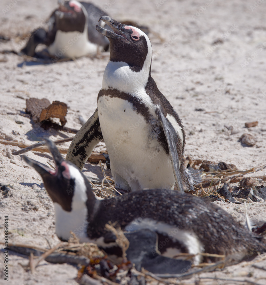 Fototapeta premium African Penguins in Boulder Beach, South Africa