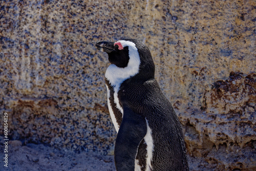 African Penguins in Boulder Beach, South Africa