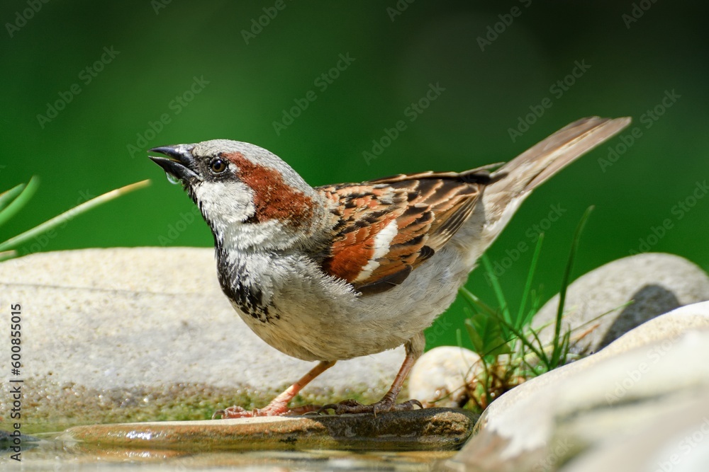 House sparrow, male drinking water from bird water hole. Moravia. Czechia. House sparrow, male drinking water from bird water hole. Moravia. Czechia.