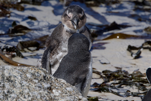 African Penguins in Boulder Beach, South Africa