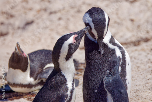 African Penguins in Boulder Beach, South Africa