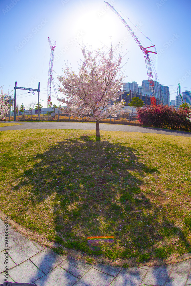Naklejka premium 高島水際線公園の桜 
