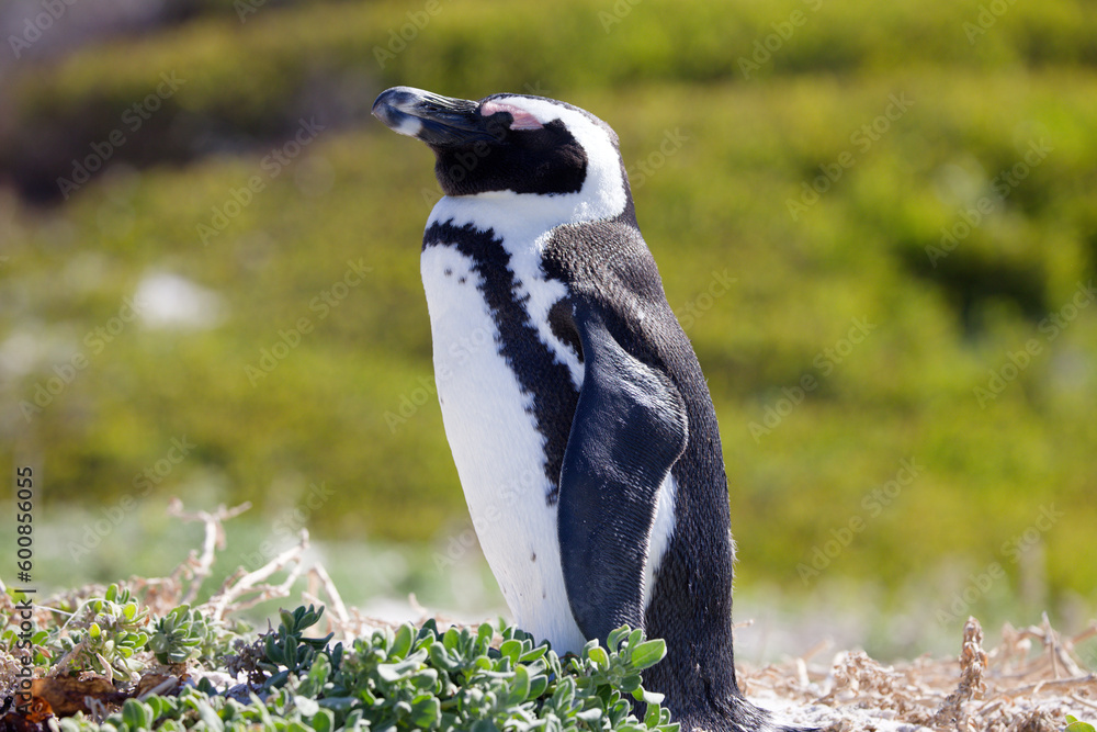 Fototapeta premium African Penguins in Boulder Beach, South Africa