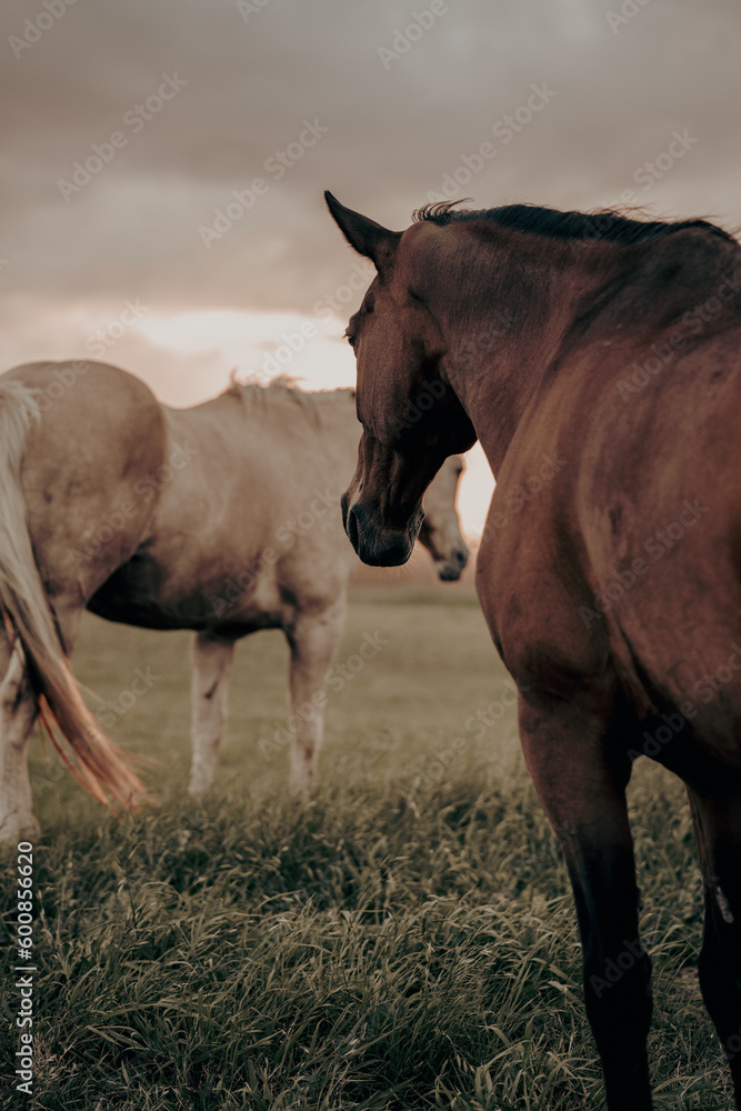 Fototapeta premium Stallion and mare horses 