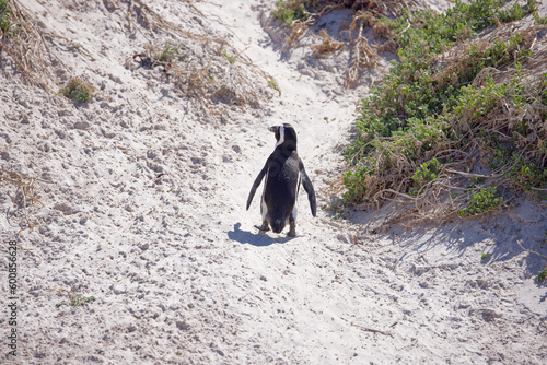 African Penguins in Boulder Beach, South Africa