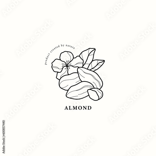 Line art almond nut illustration