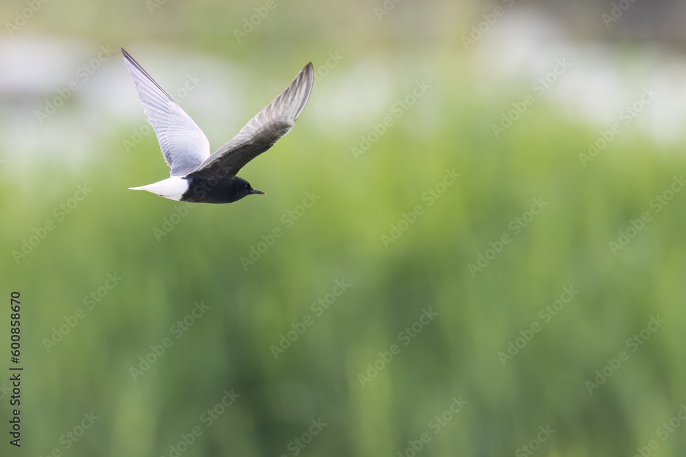 The white-winged tern, or white-winged black tern (Chlidonias leucopterus or Chlidonias leucoptera), is a species of tern in the family Laridae. The white-winged tern, or white-winged black tern (Chlidonias leucopterus or Chlidonias leucoptera), is a species of tern in the family Laridae.