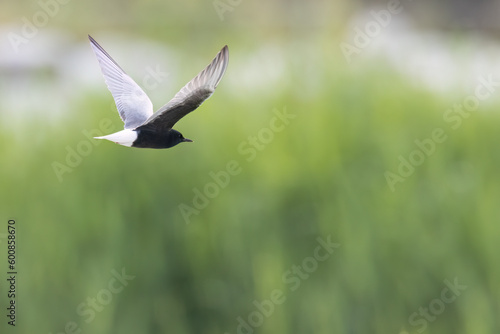 The white-winged tern, or white-winged black tern (Chlidonias leucopterus or Chlidonias leucoptera), is a species of tern in the family Laridae. © vinx83