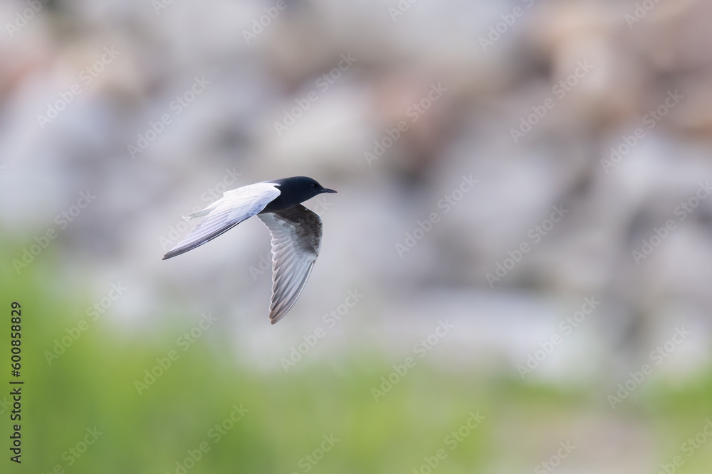 The white-winged tern, or white-winged black tern (Chlidonias leucopterus or Chlidonias leucoptera), is a species of tern in the family Laridae. The white-winged tern, or white-winged black tern (Chlidonias leucopterus or Chlidonias leucoptera), is a species of tern in the family Laridae.