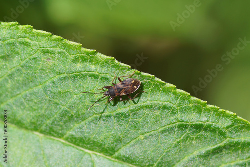 Small bug Eremocoris podagricus. Family Seed Bugs or Ground Bugs (Lygaeidae). On a leaf of a summer lilac (Buddleja davidii). Dutch garden, spring, May, Netherlands 