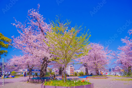 幸ヶ谷公園の桜