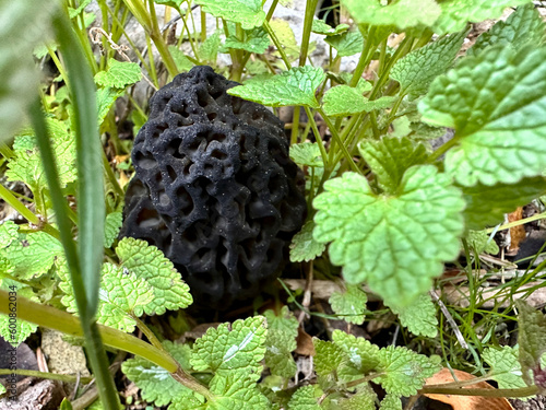 Morel mushroom species and large sizes grown in Turkey